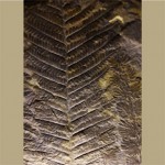 FERN ONE(revised)
