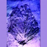 FERN ONE(revised)