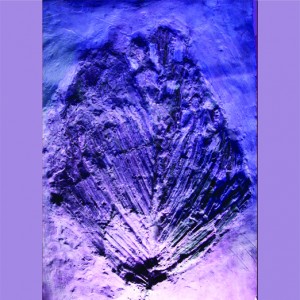 FERN ONE(revised)