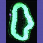 FERN ONE(revised)