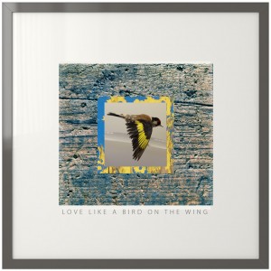 Love on the Wing