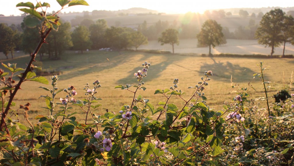 Fields at Le Cuvage
